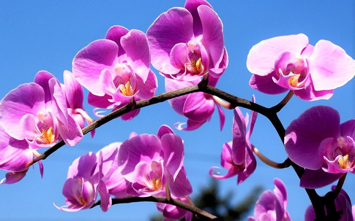 orchid flower in Chinese medicine